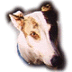 Dog2_80x80.GIF (4968 bytes)